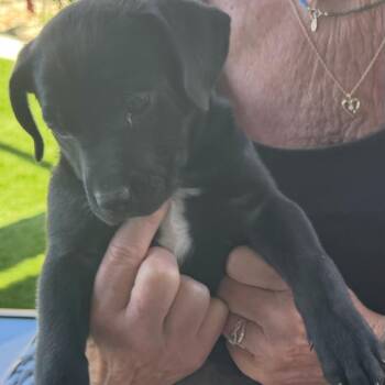 Sage -  Black Labrador Retriever and Pit Bull Terrier Dog for Adoption in Cashmere, Washington - Sage | PetCurious