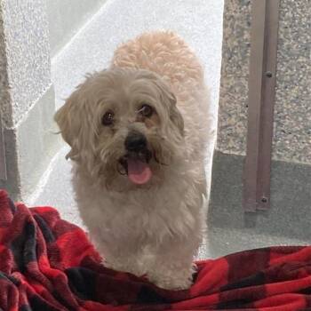 Maltese and Poodle Dogs Available for Adoption - Bugsy | PetCurious