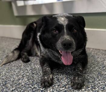 Affenpinscher and Mixed Breed Dogs Available for Adoption - Bindi | PetCurious