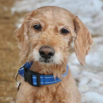 Mixed Breed Dogs Available for Adoption - Tate | PetCurious