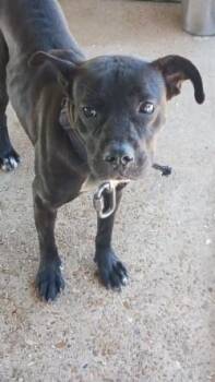 Pit Bull Terrier and Mixed Breed Dogs Available for Adoption in West Memphis, Arkansas - Amanda | PetCurious