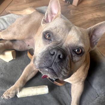 Ballerina -  French Bulldog Dog for Adoption - Ballerina | PetCurious