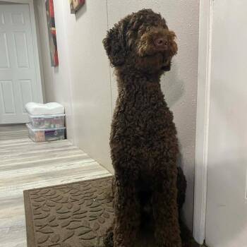 Frijolitos -  Standard Poodle Dog for Adoption in Santa Fe, Texas - Frijolitos | PetCurious