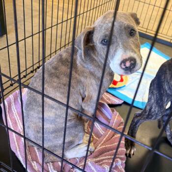Scooby -  Mixed Breed Dog for Adoption in Corinth, Mississippi - Scooby | PetCurious