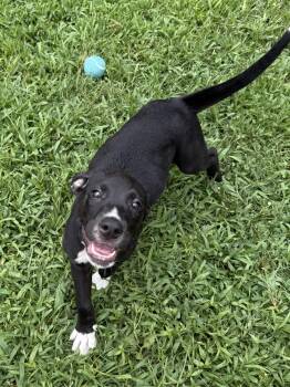 Rescue Labrador Retriever and American Bulldog Dogs for Adoption in Chattanooga, Tennessee - Marco. Micah And Monica | PetCurious