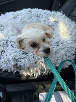 Maltese and Shih Tzu Dogs Available for Adoption in Waxhaw, North Carolina - Maria | PetCurious