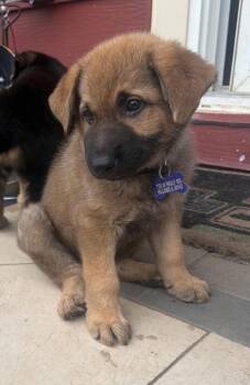 Hansel -  German Shepherd Dog Dog for Adoption in Hillside, Illinois - Hansel | PetCurious