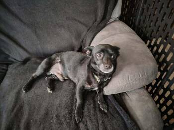 Albie -  Chihuahua Dog for Adoption in Middletown, Connecticut - Albie | PetCurious