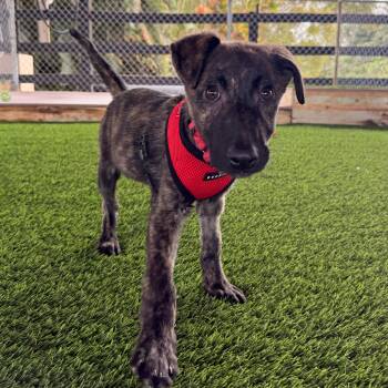Mixed Breed Dogs Available for Adoption - Striker | PetCurious
