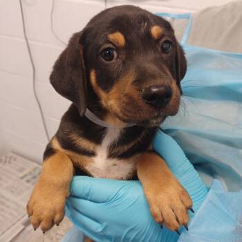 Troye -  Labrador Retriever and Catahoula Leopard Dog Dog for Adoption in Hattiesburg, Mississippi - Troye | PetCurious
