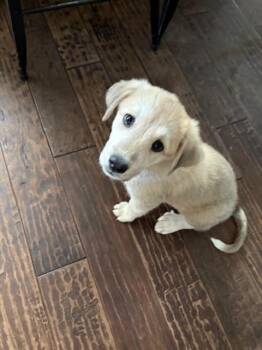 Rescue Great Pyrenees Dogs for Adoption in Santa Cruz, California - Ollie | PetCurious