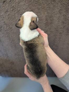 Mixed Breed Dogs Available for Adoption in Barron, Wisconsin - Toad | PetCurious