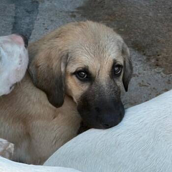 Ridge -  Mixed Breed Dog for Adoption in Lake Jackson, Texas - Ridge | PetCurious