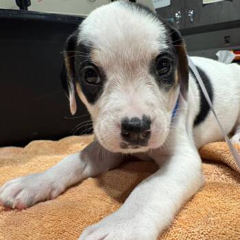 Mixed Breed Dogs Available for Adoption - Severus | PetCurious