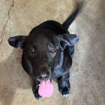 Dixon -  Labrador Retriever Dog Available for Adoption in Birmingham, Alabama - Dixon | PetCurious