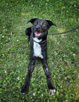 Nora -  Whippet and Black Labrador Retriever Dog for Adoption in Bay City, Michigan - Nora | PetCurious