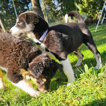 Border Collie and Australian Shepherd Dogs Available for Adoption - Elton John | PetCurious