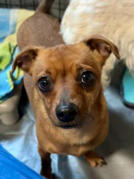 Chihuahua Dogs Available for Adoption - Rosie | PetCurious