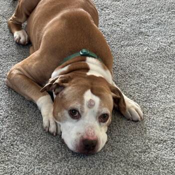 Pit Bull Terrier Dogs Available for Adoption in Fargo, North Dakota - Champ--In Foster | PetCurious