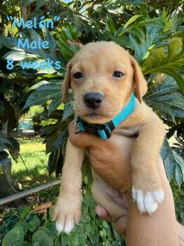 Melon -  Labrador Retriever Dog for Adoption in Ringwood, New Jersey - Melon | PetCurious