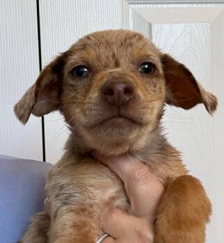 Dachshund and Chihuahua Dogs Available for Adoption - Simba | PetCurious
