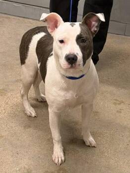 Pit Bull Terrier Dogs Available for Adoption in Cleveland, Ohio - Whirlgig | PetCurious