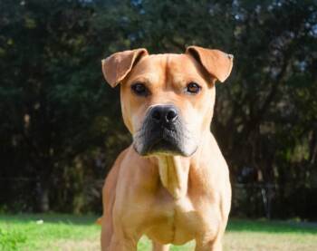 Pit Bull Terrier Dogs Available for Adoption - Casey | PetCurious