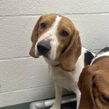 Beagle Dogs Available for Adoption - SVAS-Stray-38364 | PetCurious