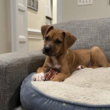 Winifred -  Mixed Breed Dog for Adoption in Fairfax Station, Virginia - Winifred | PetCurious
