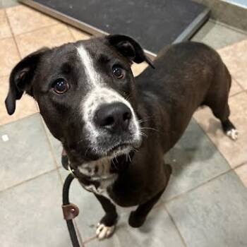 Rescue Mixed Breed Dogs for Adoption in Chattanooga, Tennessee - Octavia | PetCurious