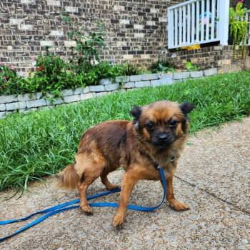 Harriet -  Chihuahua and Mixed Breed Dog for Adoption in Rossville, Georgia - Harriet | PetCurious