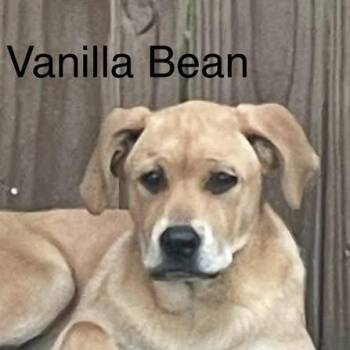 Labrador Retriever Dogs Available for Adoption - Vanilla Bean (20260404-03) | PetCurious
