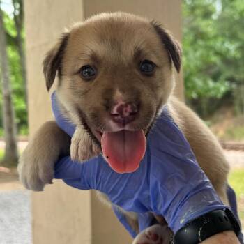 Husky and Mixed Breed Dogs Available for Adoption in Lucedale, Mississippi - MALE PUP 4 | PetCurious