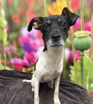 Sundae -  Rat Terrier Dog for Adoption in Mobile, Alabama - Sundae | PetCurious