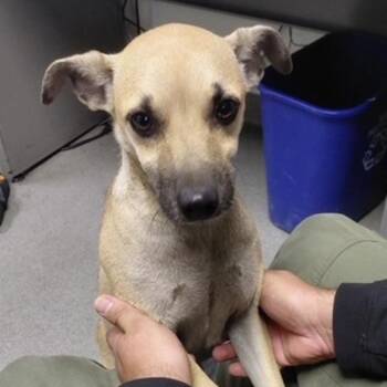 Glory -  Chihuahua and Mixed Breed Dog for Adoption in San Francisco, California - Glory | PetCurious