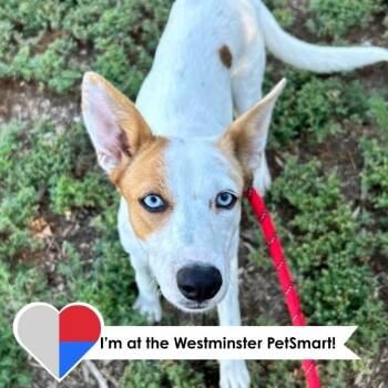 Mipha -  Mixed Breed Dog for Adoption in Fort Collins, Colorado - Mipha | PetCurious