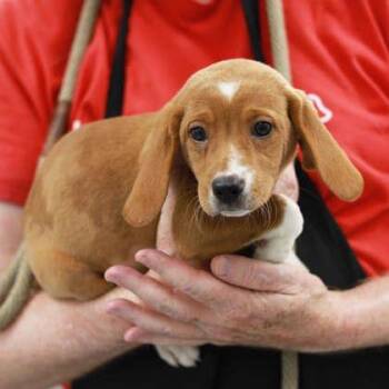 Takis -  Hound and Mixed Breed Dog for Adoption in Atlanta, Georgia - Takis | PetCurious