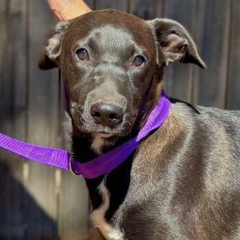 Pit Bull Terrier and Mixed Breed Dogs Available for Adoption in Midland, Texas - Bumble | PetCurious