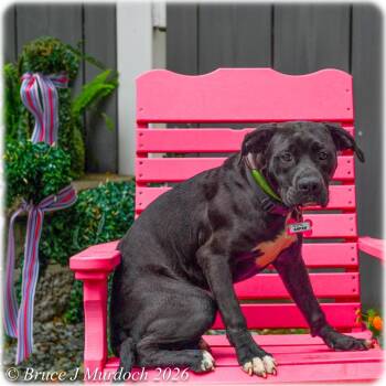 Labrador Retriever Dogs Available for Adoption in Wake Forest, North Carolina - Anpan | PetCurious