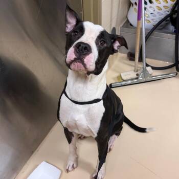 Gold -  Mixed Breed Dog for Adoption in Winston-salem, North Carolina - Gold | PetCurious