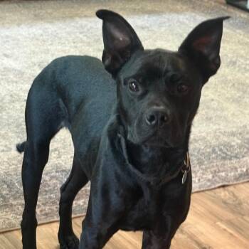 James "Jimmy" -  Pit Bull Terrier and Black Labrador Retriever Dog for Adoption in Grand Rapids, Minnesota - James "Jimmy" | PetCurious