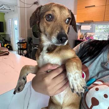Thiago -  Chihuahua and Dachshund Dog for Adoption in New York, New York - Thiago | PetCurious
