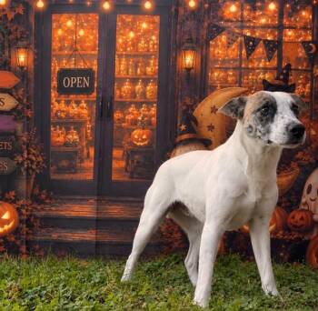 Lily -  Terrier Dog for Adoption in Campbellsville, Kentucky - Lily | PetCurious