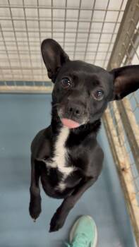 Ozzie -  Chihuahua Dog for Adoption in Crystal Lake, Illinois - Ozzie | PetCurious