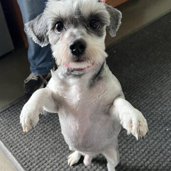 Rescue Shih Tzu Dogs for Adoption in Griffith, Indiana - Louie | PetCurious