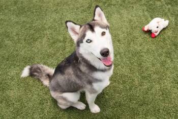 LUNA -  Siberian Husky Dog for Adoption in Santa Monica, California - LUNA | PetCurious
