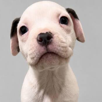 Ryder -  Pit Bull Terrier Dog for Adoption in South Elgin, Illinois - Ryder | PetCurious