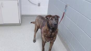 BIGGIE -  Labrador Retriever and Mixed Breed Dog for Adoption in Omaha, Nebraska - BIGGIE | PetCurious