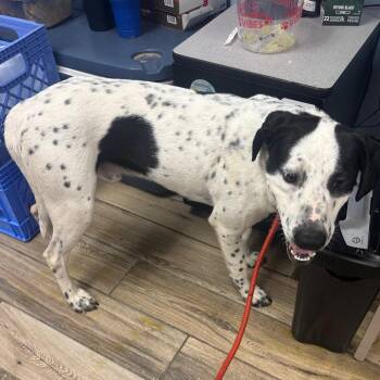 Jamie -  Mixed Breed Dog for Adoption in Henderson, Kentucky - Jamie | PetCurious