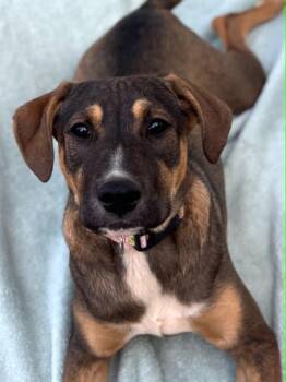 Peeper -  Pit Bull Terrier and Labrador Retriever Dog Available for Adoption in Salisbury, Maryland - Peeper | PetCurious